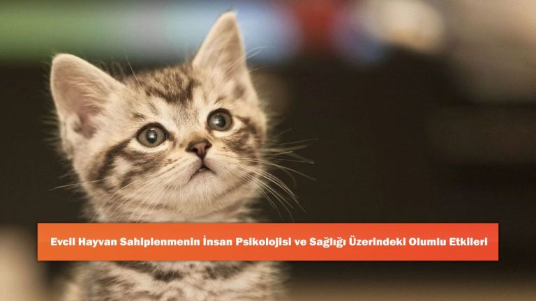 Eren Elmalı Sakatlandı